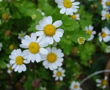 feverfew - medicinal herb growing